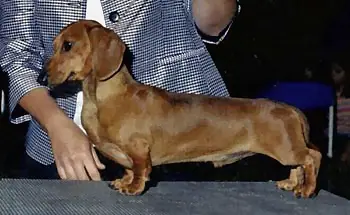 MULTI BISS CH Criscross' Startin' A Riot MS