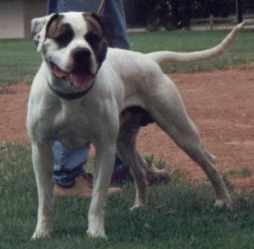 True Grit Zeus of BBK