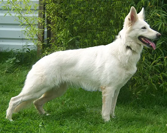 Kessy of white Friends