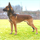 Dark vom Roten Milan