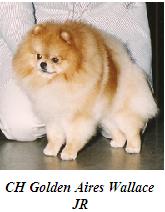 CH Golden Aires Wallace JR