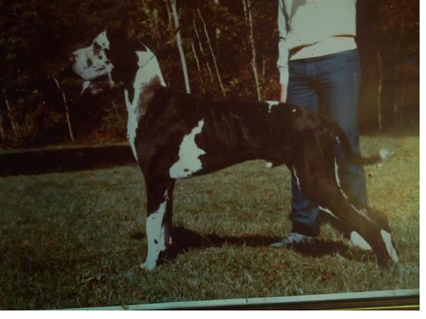 Tabou de la Templerie