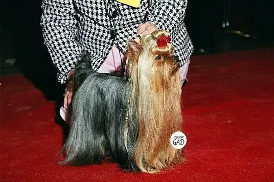 F.CH, JCH Durrer's Caught You Look'n