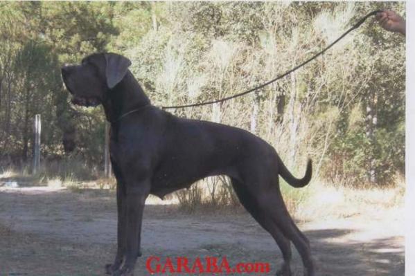 Tithane des Terres de la Rairie