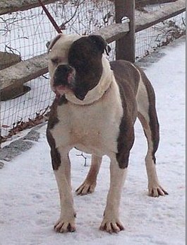 CH Stonewall's Rebel