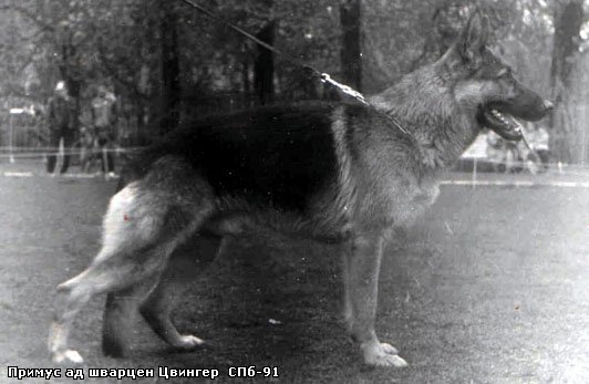 SG Primus aus dem schwarzen Zwinger