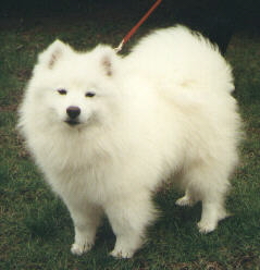 GR CH 'PR' Thorne's Lickety-split Koyotee