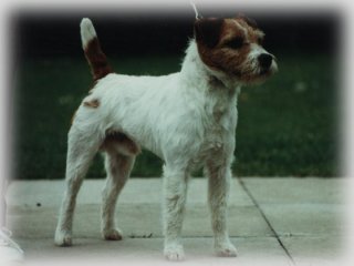 Billbridge Weed (Sayner's)