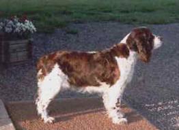 INT, FIN, N CH Brigadoon Traveller's Dityrambix