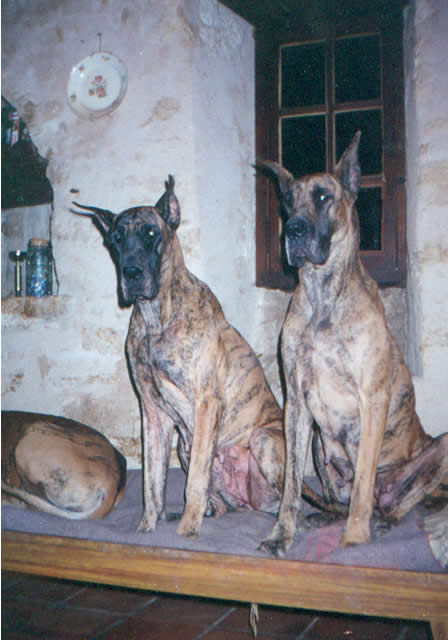 Estelle Des chevaliers cathares