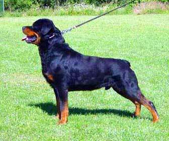 Falco vom Weihungstal