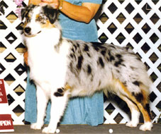 CH Peachcreek Sunshine Jitterbug