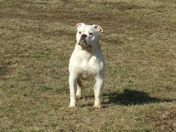 Whitey's Zeus of Tettaton's
