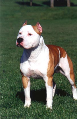 AKC CH/U-GRCH Odyssey's Fireball of Pooler