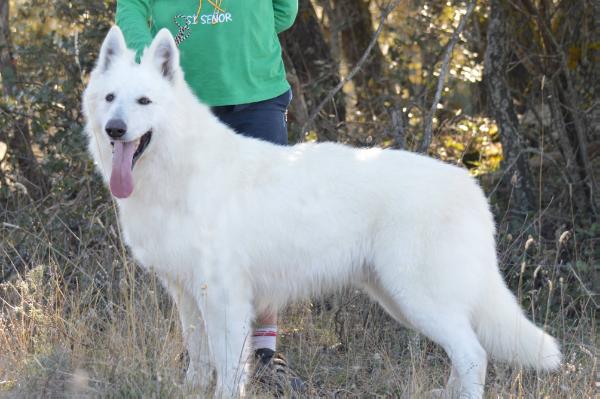 Dream of Attila des gardiens du Pacte