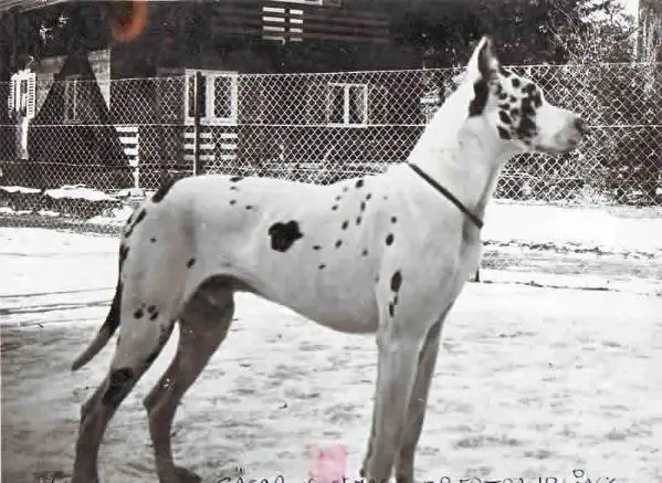 Caesar von St. Magn-Obertraubling