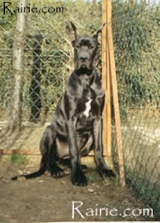 Umbra de la Foret de Kaysersberg