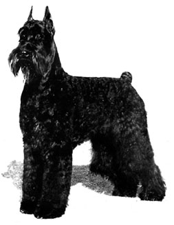 AKC CH Skansen's Gentleman Thief