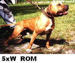 GR CH ROM Southern Kennels Mayday
