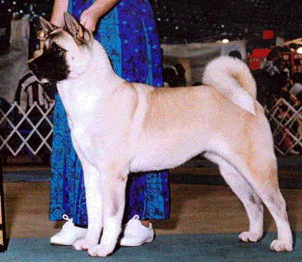 AKC CH Moonlight's Pride Rock Nala
