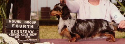 AM. CH Foxfyre Dapper Dan