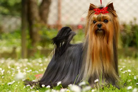 CH RUS-PL-BIH-H-LAT Hellowen Stříbrné přání