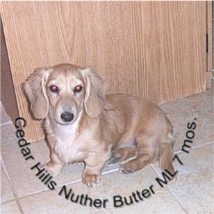 Cedar Hills Nuther Butter ML