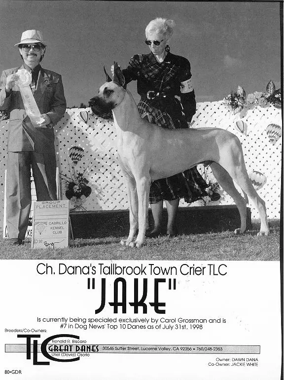 CH Dana's Tallbrook Town (Crier.)