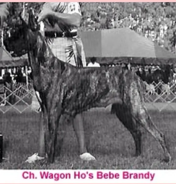 CH Wagon Ho's Bebe Brandy