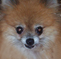 Clairmont's Little Thumbelina