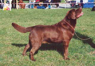 Rocheby Suttonpark Sargeant Pepper