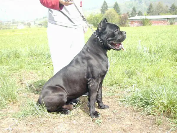 Alehandro
