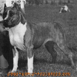 CH AKC Herring's Bewitching Tabatha (Kinder's)