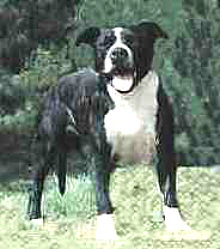 Paragon's Voodoo's Poppa Doc