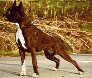 Chiara del Cavalieri dell Monferrato