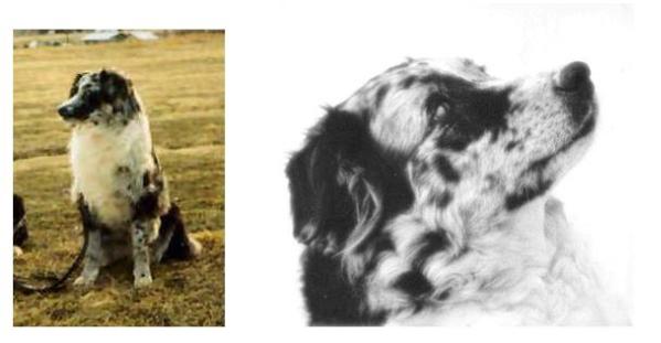 CH Las Rocosa Sadie Blue