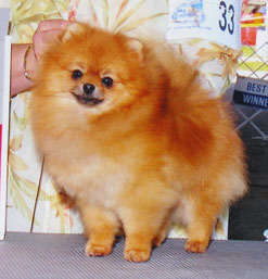 CH Bandmaster Of Lenette