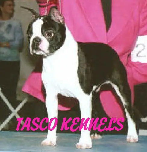 GCH CH Wyndsong's Texas Whirlwind of Tasco