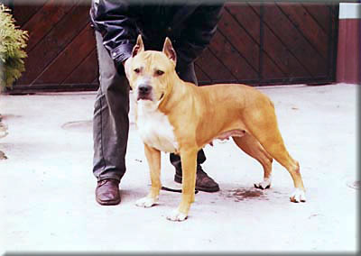 Dorin Elegant of Cole