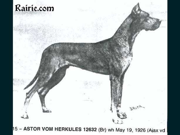 Astor vom Herkules