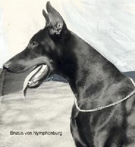 Ger. Ch. Brutus Vom Nymphenburg