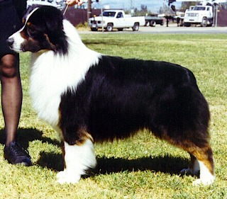 HOF CH Summertime Gemini of Montrose