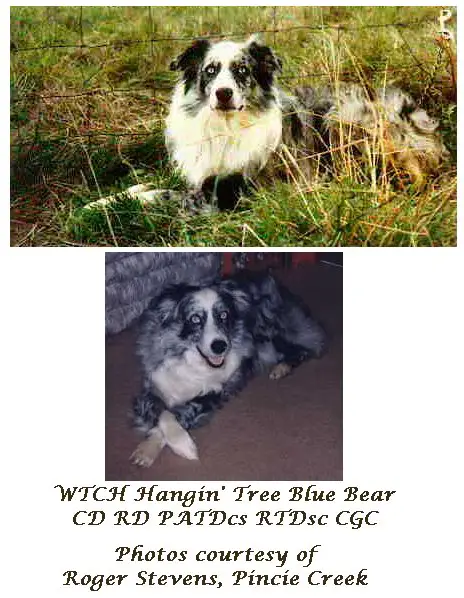 HOF CH WTCH Hangin Tree Blue Bear