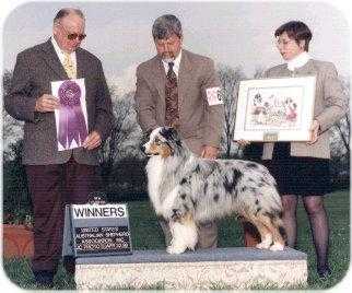 AKC/ASCA/CKC CH Milwin Legend of Bayshore