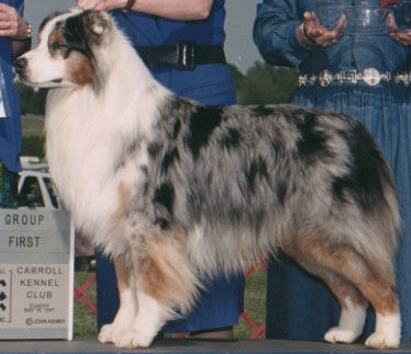 AKC CH Milwin's Bishop's Kardinal
