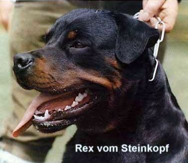 Rex vom Steinkopf