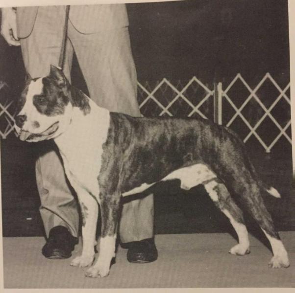 CH (AKC) Sindelar's Diamond Debonair