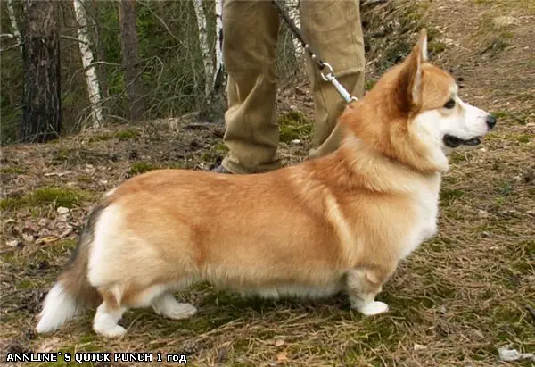 J-CH RUS, CH RUS,BLR Annline`S Quick Punch