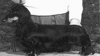 AM. CH Sleepytime's Ohio Express ML