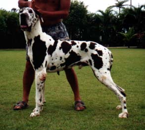 Balsac Vom Deutschen Haus